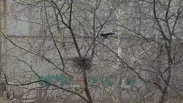 Ворона в гнезде смотреть онлайн