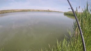ловля судака на малька