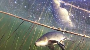 Линь, щука - подводная охота - дохлый птиц и линь лунатик