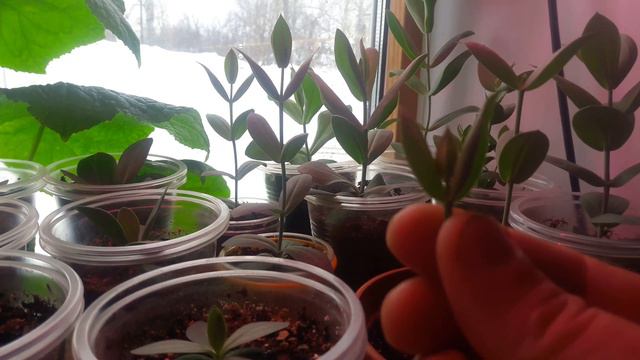 Эустома на подоконнике смотреть онлайн