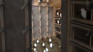 Николаевские голуби бокатые Смоленск 89101118585 Николай