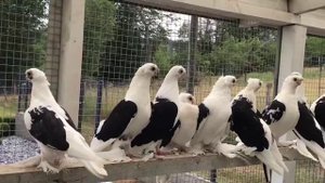 ДВУХЧУБЫЕ  АВЛАКИ  / PIGEONS / TAUBE #Gulsarinfo