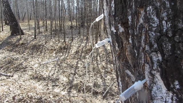 Собираю и пробую берёзовый сок смотреть онлайн