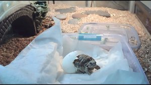 1.04.20 Следим за вылуплением черепах online