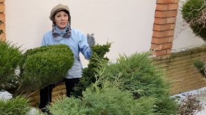 Можжевельники в саду. Польза и вред. Стрижка/ Обрезка. Хвойные зимой и летом.