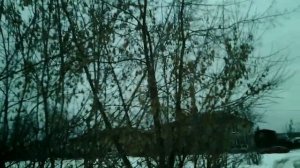 Дерево для скрипки. Явор (белый клён).