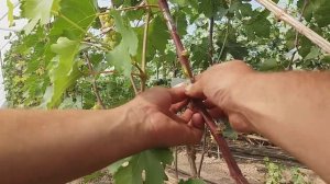 Способ прививки на винограде - окулировка.