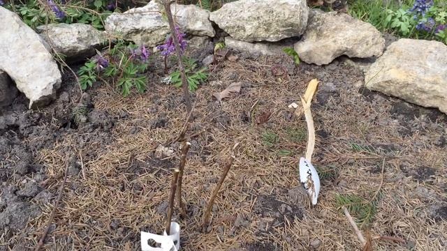 ОБРЕЗКА МЕТЕЛЬЧАТЫХ ГОРТЕНЗИЙ смотреть онлайн