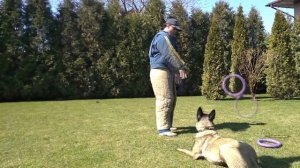 277. Работа малинуа по охране и защите. Тренировка бельгийской овчарки