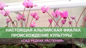 Настоящая альпийская фиалка . Европейский цикламен и бабушкин - можно ли ставить знак равенства?