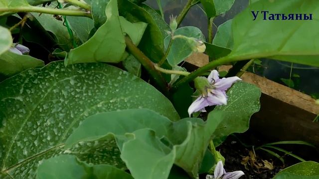 БАКЛАЖАНЫ! СЕКРЕТЫ урожайности БАКЛАЖАНОВ. Удобрение /подкормка/ для баклажанов. смотреть онлайн