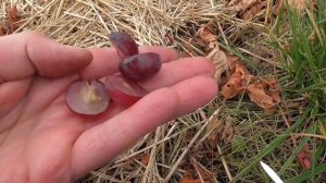 Виноград Кардинал із супермаркету