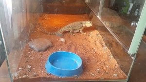 Агама ест полчище сверчков