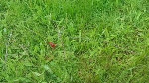Охота с рогаткой(рыбалка с рогаткой)нерест Сазана часть 2.