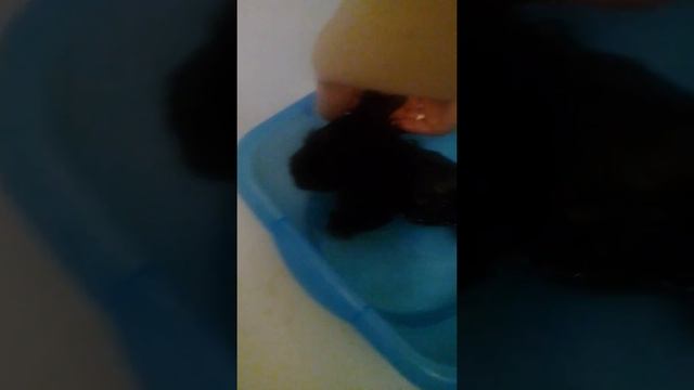 Как мы купаем Кокера Спаниеля! Ставь лайк и подписывайся на канал смотреть онлайн