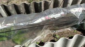 Виноград. Разница в проснувшихся почках под пленкой и без. 4.05.2022