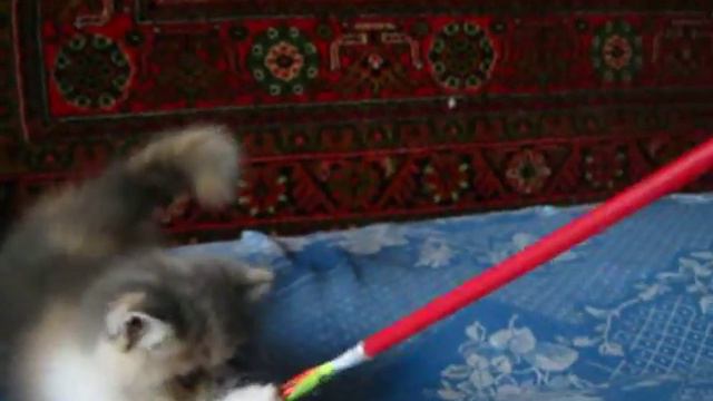 Копия видео GARDEN PARADISE СARAME 3 мес.