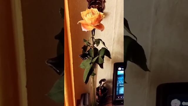 ЖЕЛТАЯ РОЗА К РАЗЛУКЕ?