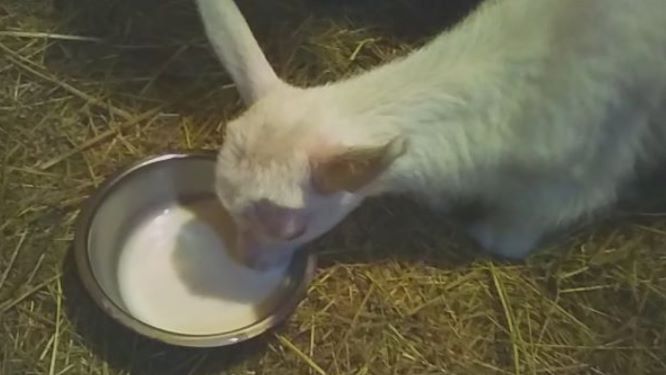 Сколько стоит выкормить козлёнка? Схема кормления смотреть онлайн