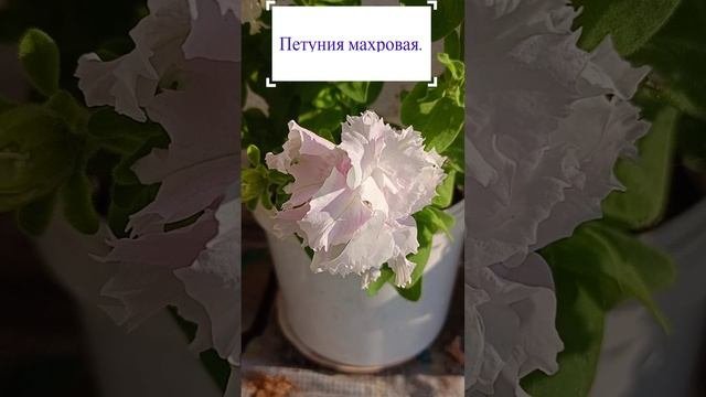 Петуния махровая.?