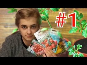 Посадка семян томата на рассаду #1?