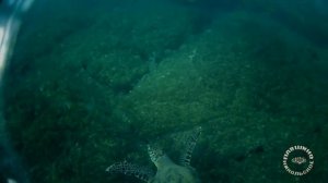 Остров черепах, Фуджейра ОАЭ, Индийский океан, Оманский залив, Июнь 2022 (Snoopy Island)