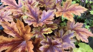 Heucherella Fun and Games Hopscotch