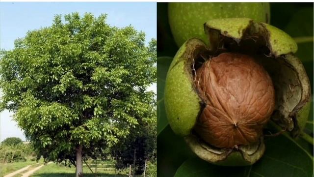 Польза растений для человека! Укроп, Кардамон, Физалис, Грецкий Орех, Брокколи, Овсянка смотреть онлайн