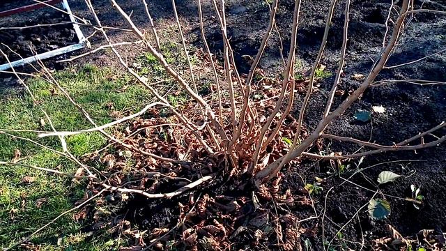 Подготавливаю к Зиме 🌰Орех ФУНДУК выращенный собственными Руками из ХОСТОЧИ. 17 ноября 2022г.👍🙂💖 смотреть онлайн