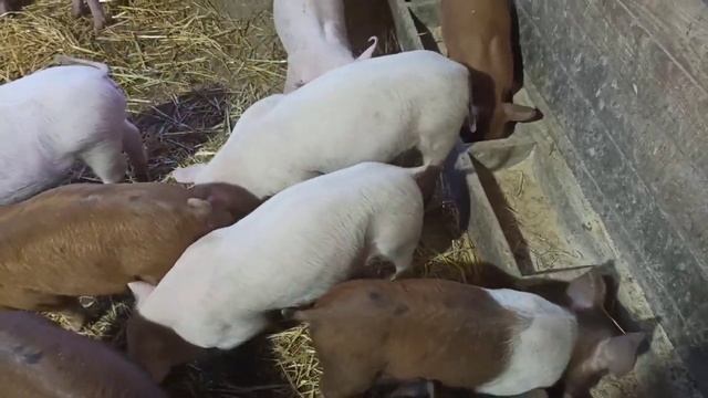 Сколько нужно корма,что-бы вырастить 1 кг бройлера// Продаём поросят// смотреть онлайн