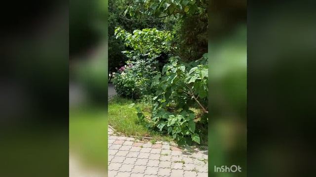 Из чего буду вязать летом. Красивые цветы. #летняяпряжа #летниепроцессы #цветы