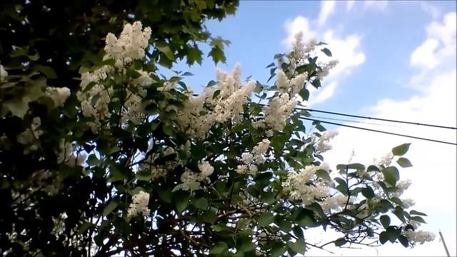 Цвети,  земля,  поёт  Роза Рымбаева., автор ролика В. Орлова.