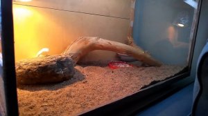 о парном содержании бородатых агам