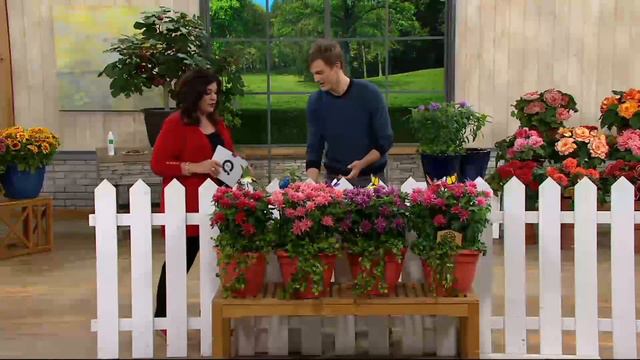 Roberta's 4-piece Compact Balmy Series Beebalm on QVC смотреть онлайн