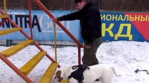 Батон - американский бульдог