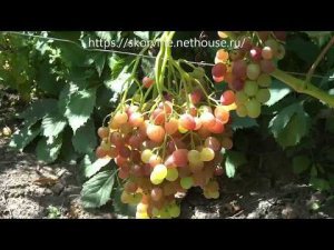 Сорта винограда кишмиш Велес 2017