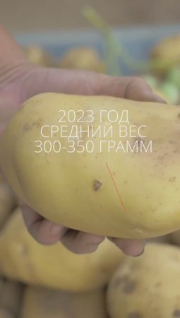 Секрет шикарного раннего картофеля за 1 минуту #дача #огород #сад #овощи #лето #картофель