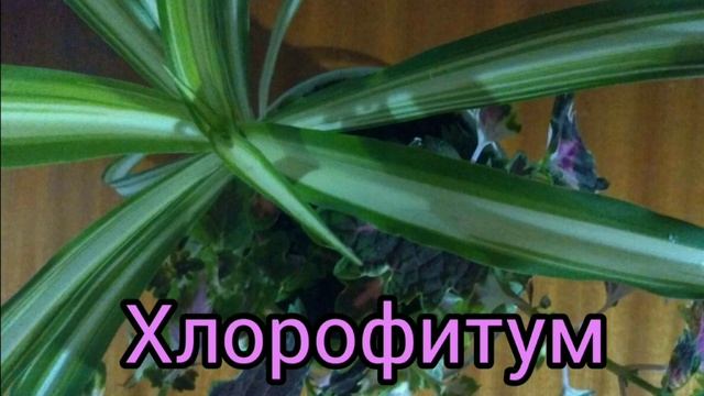 Комнатные_растения на букву Х смотреть онлайн