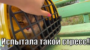 VLOG: СУШИМ ЯБЛОКИ/ПЕРЕВОЗИМ СТЕШУ/ОБЖИВАЕМСЯ НА НОВОМ МЕСТЕ