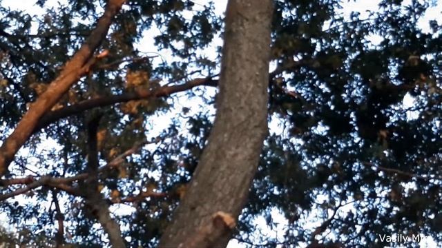 Поползень - супер-запасливая птица смотреть онлайн