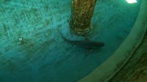 ЗАЛЕЗ В КЛЕТКУ С АКУЛАМИ ??