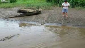 Опасное кормление крокодила