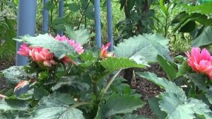 Георгина 'Берлинер клайне' для контейнеров