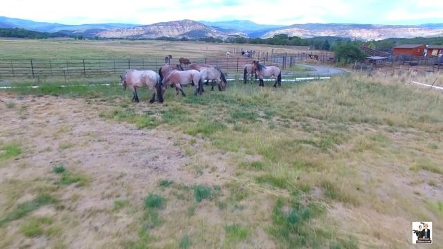 The Brabant Draft Horse смотреть онлайн