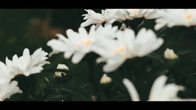 Canon XC10 4k Cinema Look - Test смотреть онлайн