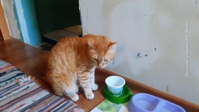 Советы по гигиене полости рта кошек смотреть онлайн