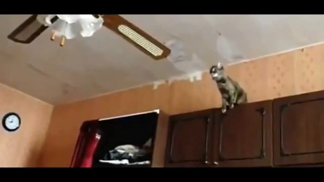 Кот прыгает на люстру! смотреть онлайн