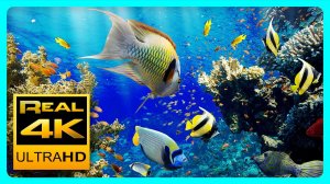 Лучший расслабляющий аквариум в 4K UHD ? Анти-стресс, расслабление, медитация.