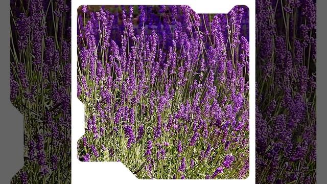 Убтан пудра для умывания  #красота #натуральнаякосметика #косметика #подарки #маска #скраб #мыло