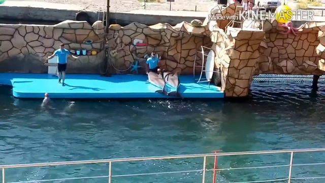 VLOG:Анапский дельфинарий на Большом Утрише смотреть онлайн